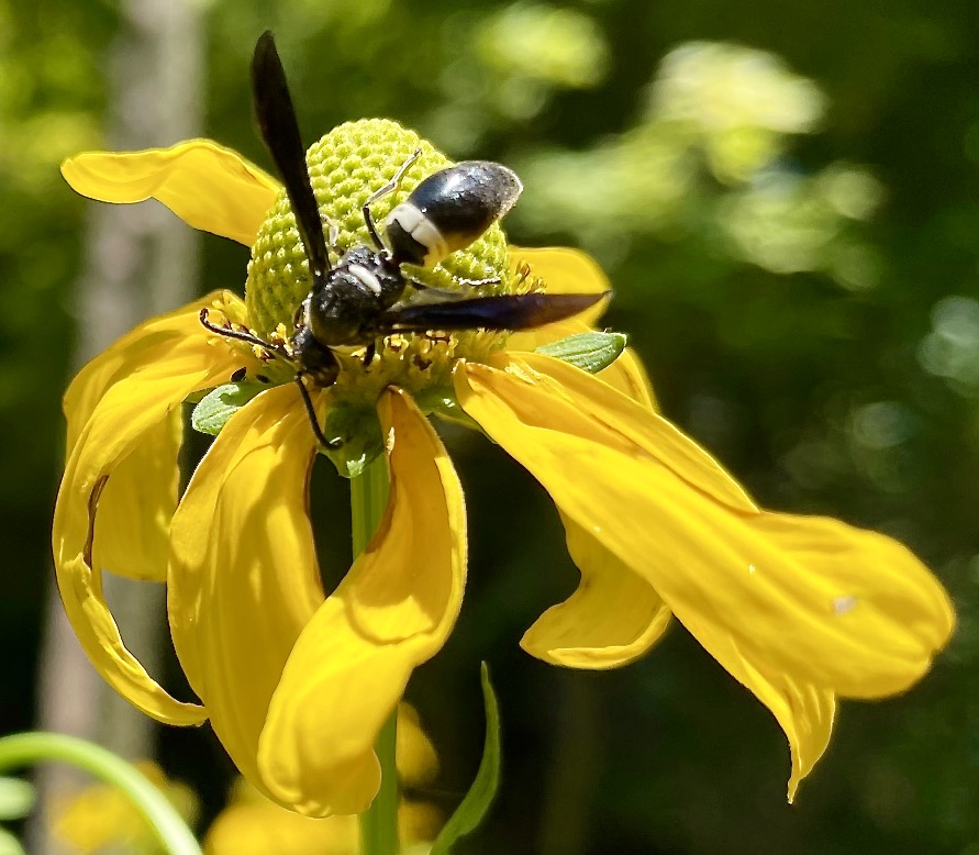 Four-toothed mason wasp feeding on a green-headed coneflower